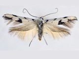 Scythris albonigrella